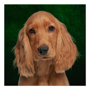 Pôster Poster do Cocker Spaniel