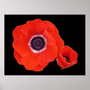 Poster Poster, dois Poppies. vermelhos perfeitos