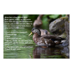 Pôster Poster Duck