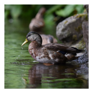 Pôster Poster Duck