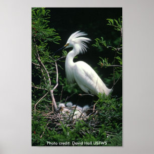 Poster Poster/Egret nevado
