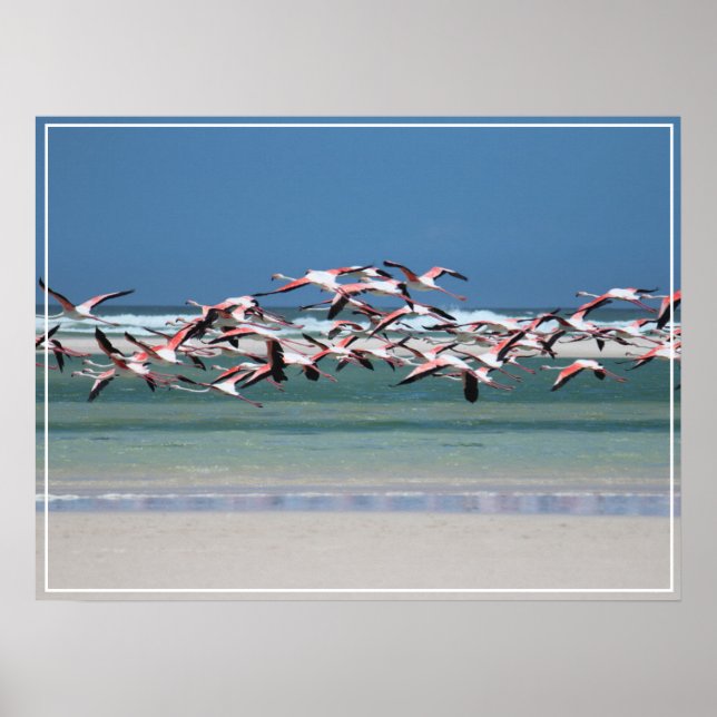 Poster Poster-Flamingos (Frente)