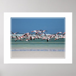 Poster Poster-Flamingos