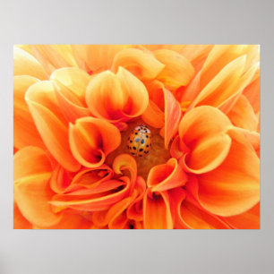 Poster Poster-Flor/joaninha