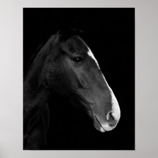 Poster Póster, fotografía caballo blanco y negro.