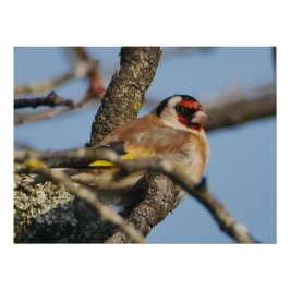 Pôster Poster Goldfinch