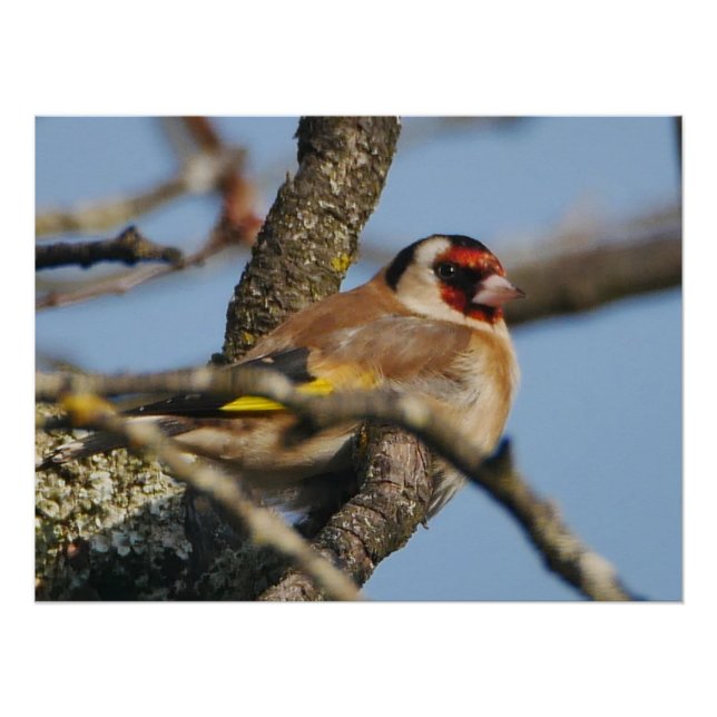 Pôster Poster Goldfinch (Frente)