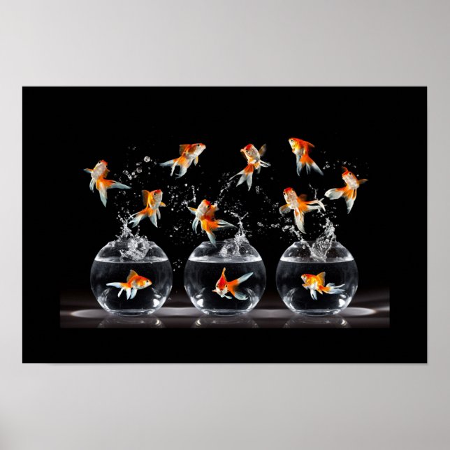 Poster Poster-Goldfish (Frente)