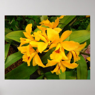 Poster Poster: Grupo Orquídea Amarelo