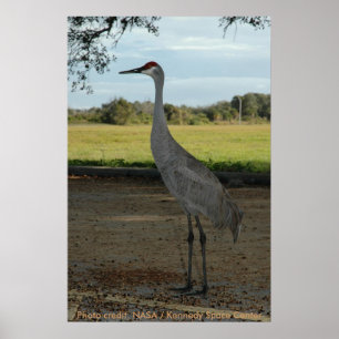 Pôster Poster/guindaste de Sandhill