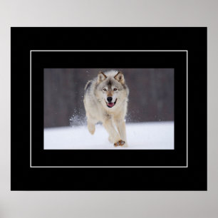 Poster Poster-Howling Wolf