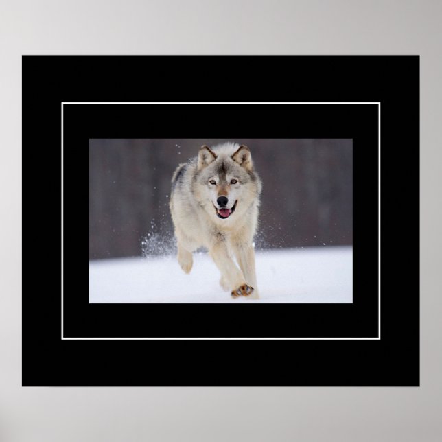 Poster Poster-Howling Wolf (Frente)