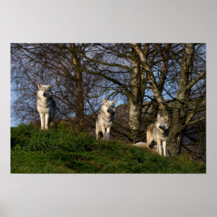 Poster Poster/Impressão