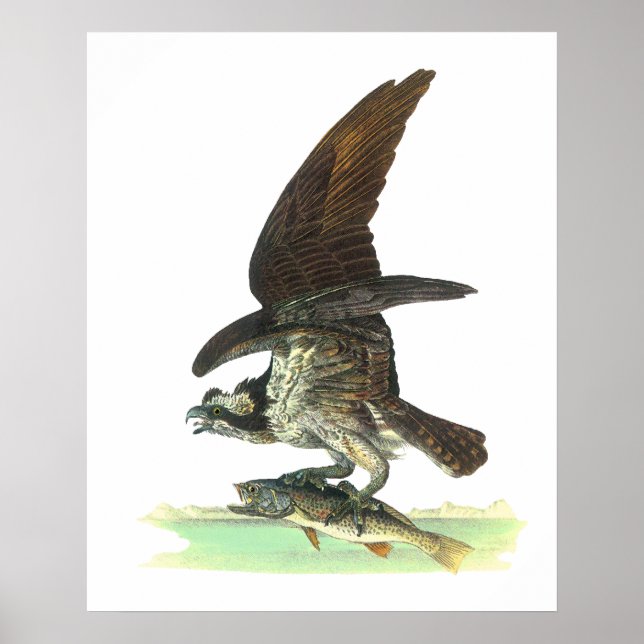 Pôster Poster/Impressão: Osprey - John Audubon (Frente)