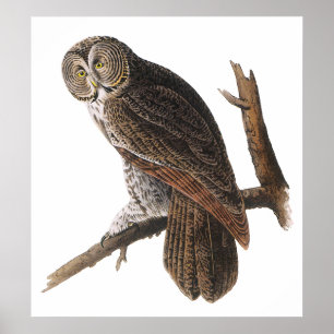 Pôster Poster/impressões: Audubon - coruja de grandes