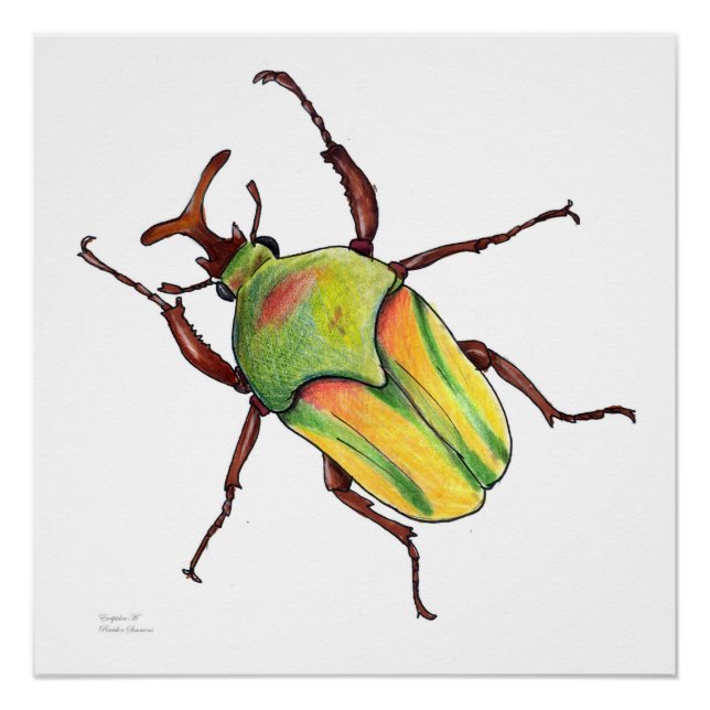 Pôster poster inseto verde (Frente)