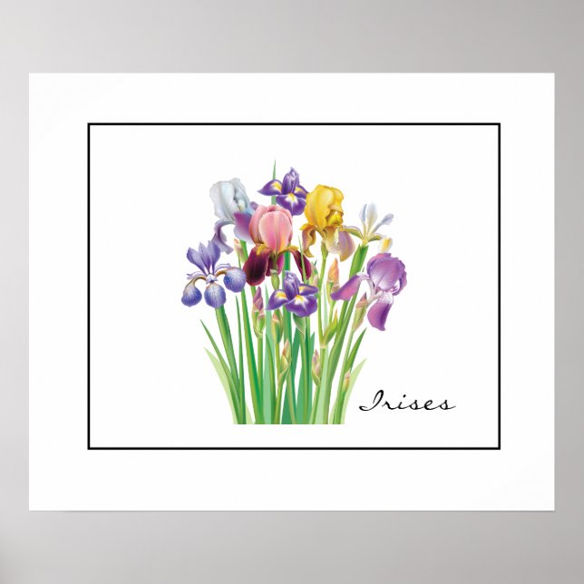 Poster Poster-Irises (Frente)