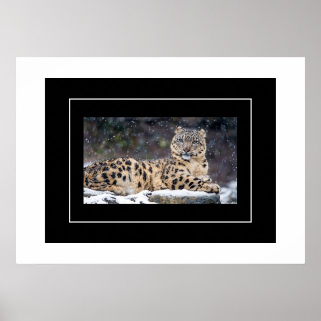 Poster Poster-Leopardo (Frente)