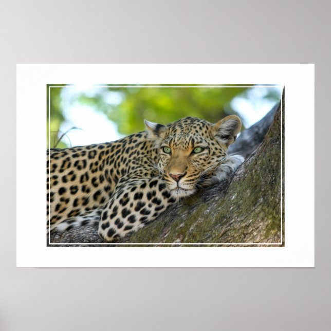 Poster Poster-Leopardo (Frente)