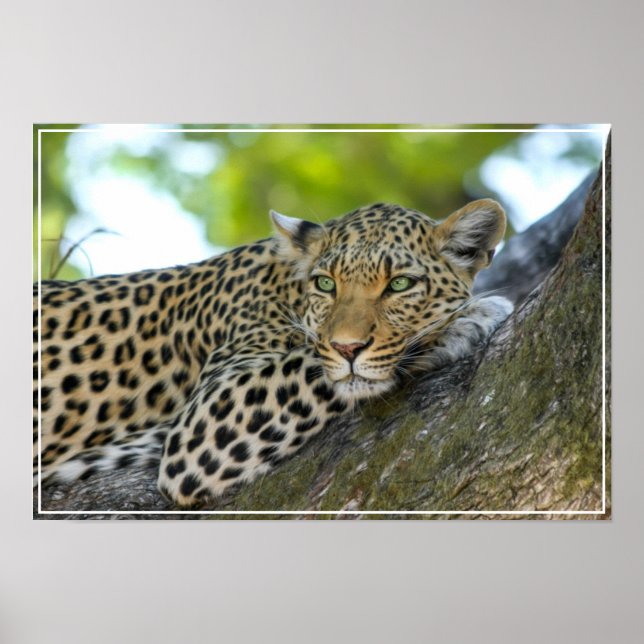 Poster Poster-Leopardo (Frente)