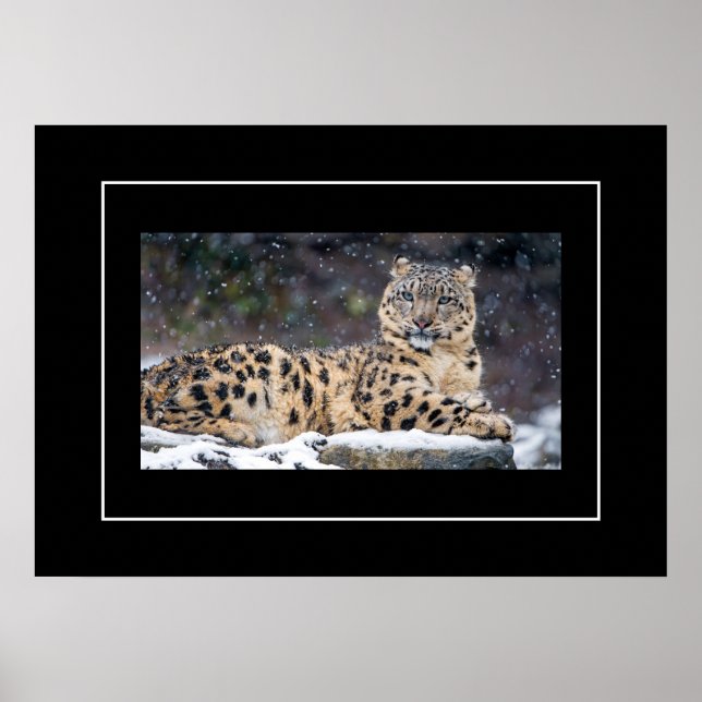 Poster Poster-Leopardo (Frente)