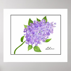 Poster Poster-Lilac