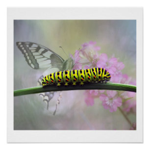 Pôster Poster lustroso de Caterpillar da borboleta de