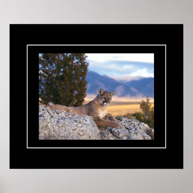 Poster Poster-Mountain Lion (Frente)