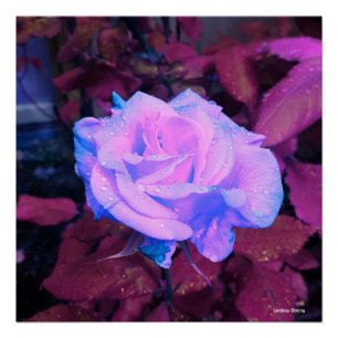 Pôster Poster Neon Rosa de 20" x 20"