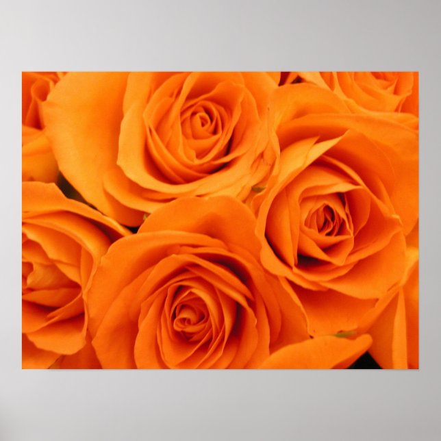 Poster Poster, Orange Roses (Frente)