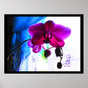 Pôster Poster, orquídea magenta, opções do fundo da co