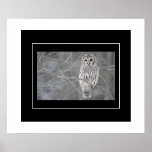 Poster Poster-Owl