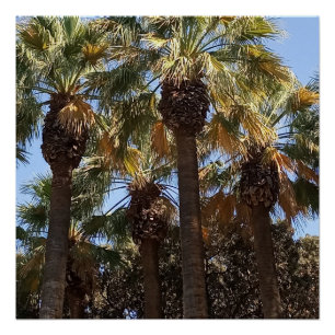 Pôster Poster Palmeiras brilhantes