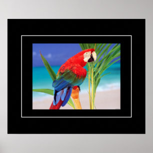 Poster Poster-Papagaio