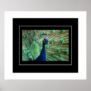 Poster Poster-Peacock