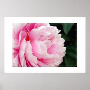 Poster Poster-Peony Flower