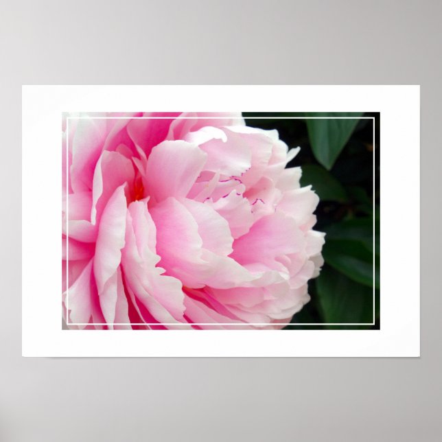 Poster Poster-Peony Flower (Frente)