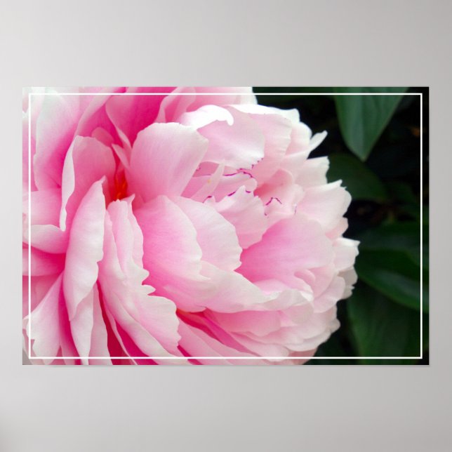 Poster Poster-Peony Flower (Frente)