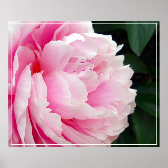 Poster Poster-Peony Flower (Frente)