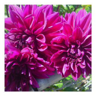 Pôster Poster Perfeito Da Flor Roxa Dhalia