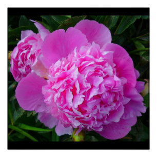 Pôster Poster Perfeito de Peony Rosa