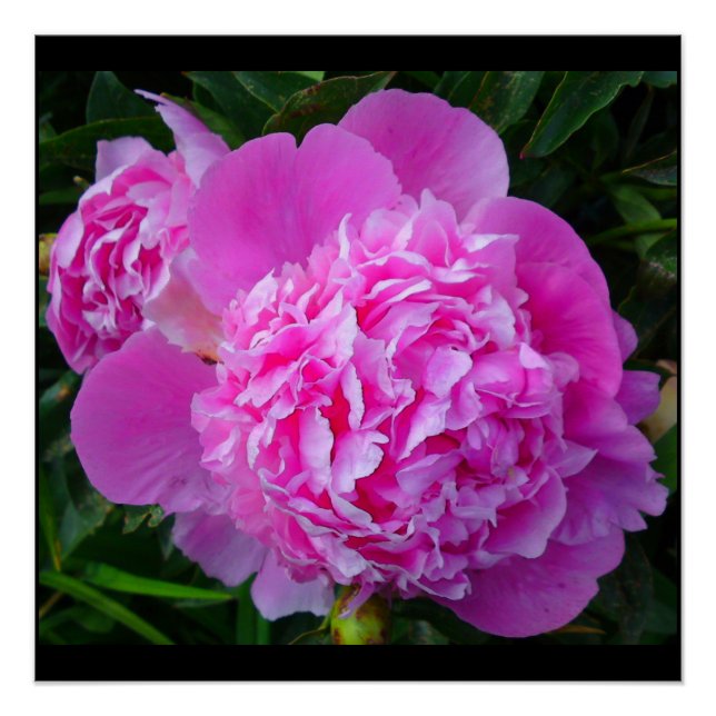 Pôster Poster Perfeito de Peony Rosa (Frente)