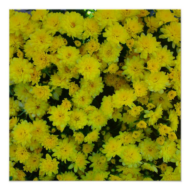 Pôster Poster Perfeito do Flor Mãe Amarelo (Frente)