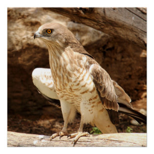 Pôster Poster perfeito novo de Eagle