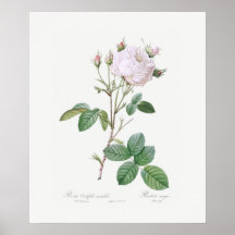 POSTER: REDOUTÉ: ROSA BRANCO