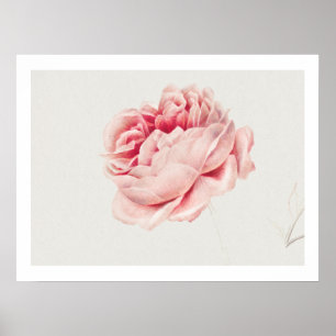 POSTER PÔSTER: ROSA: GEORGIUS J. JOHANNES VAN OS