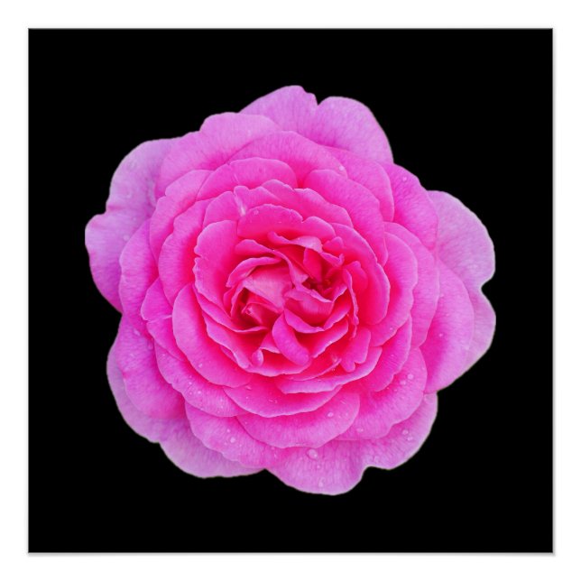 Pôster Poster Rosa Rosa Rosa Rosa Rosa (Frente)