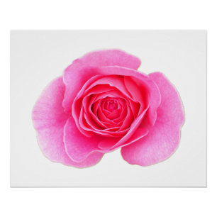 Pôster Poster Rosa Rosa Rosa Rosa Rosa