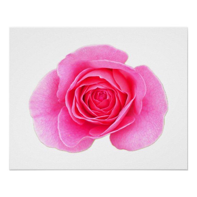 Pôster Poster Rosa Rosa Rosa Rosa Rosa (Frente)