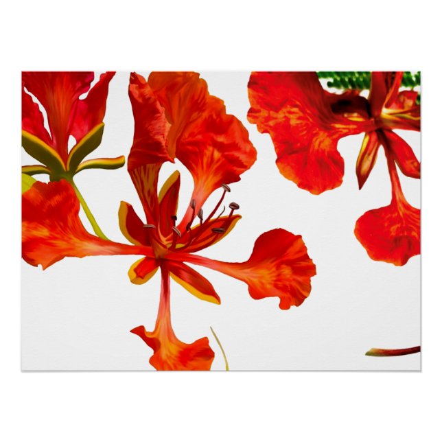 Pôster Poster Royal Poinciana (Frente)
